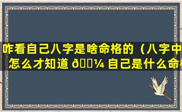 咋看自己八字是啥命格的（八字中怎么才知道 🐼 自己是什么命格了）